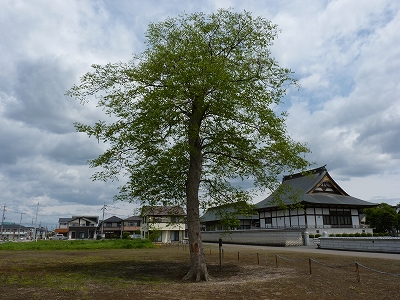 満福寺のムクロジ