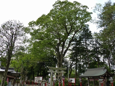 薬師寺八幡宮のケヤキ