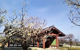 【下野薬師寺歴史館】第16回下野薬師寺跡史跡まつりを開催しました